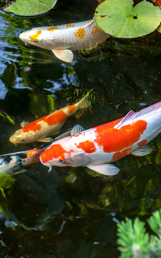 fish pond accessories sydney Protective Netting Fish Pond and Aquarium Supplies