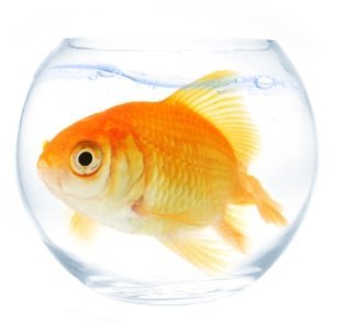 Do fish grow to the size of a pond or tank?