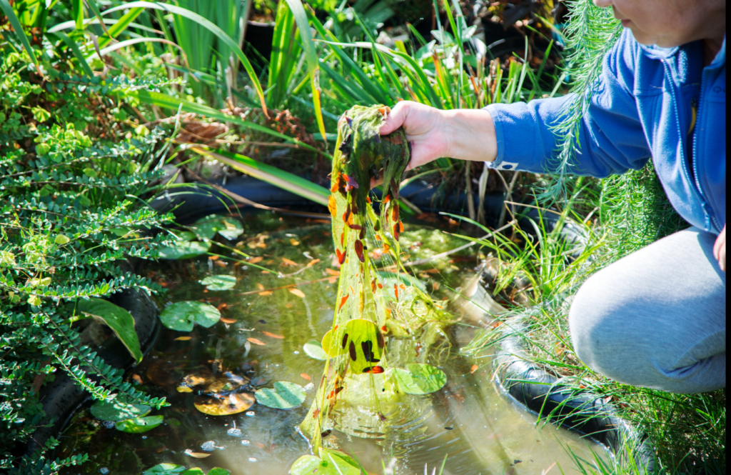 Algae in fish ponds, what cuases it and how it can be stopped