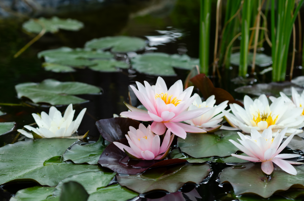 Aquatic water plants for fish ponds