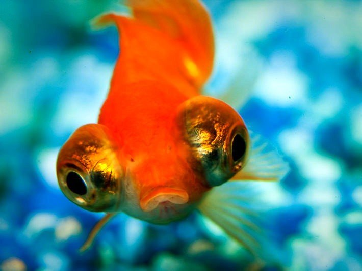 Are my fish happy?