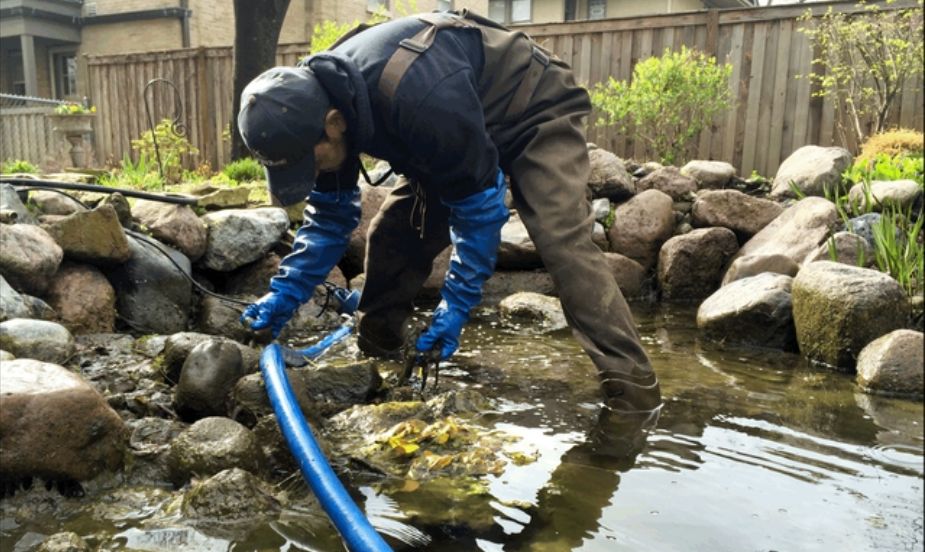 Fish pond maintenance Sydney