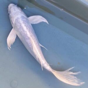 Doitsu Butterfly Platinum Ogon koi for sale