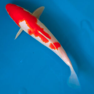 kohaku koi for sale