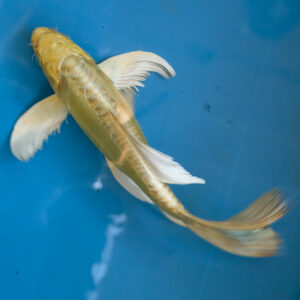 butterfly koi for sale Sydney NSW