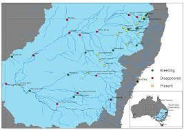 Distribution Freshwater Catfish