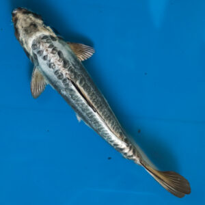 Doitsu koi fish for sale Sydney