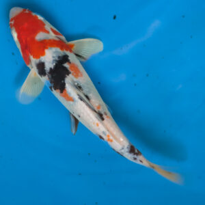 Sanke Koi fish for sale