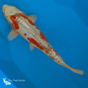 doitsu hariwake koi for sale