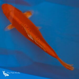 orenji ogon koi for sale
