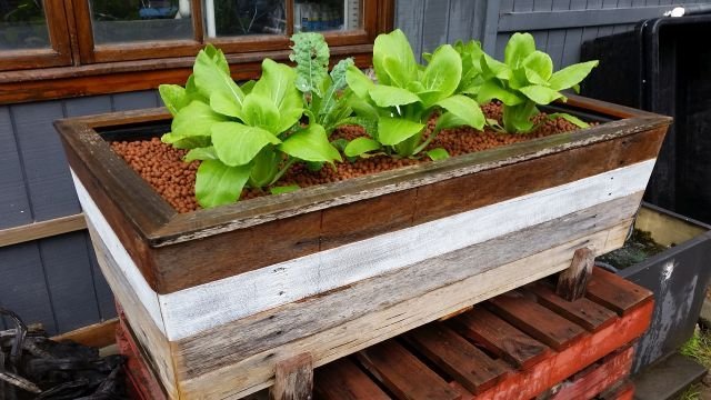 Aquaponics Australia