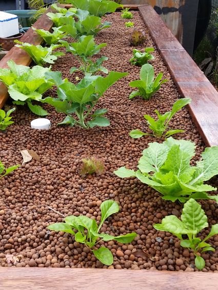 Aquaponics Sydney