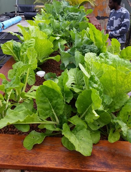 Aquaponics System