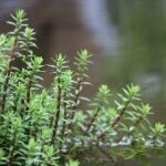 Water plant nursery Sydney