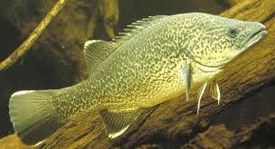 Aquaponics Murray Cod