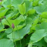 Lotus for sale sydney