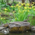 Fish pond plants for sale Sydney