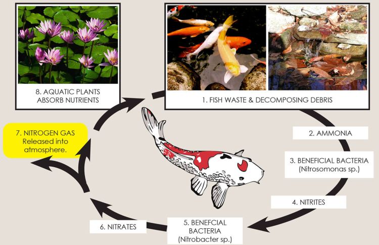 Nitrogen cycles in ponds