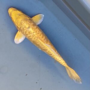 Doitsu yamabuki koi