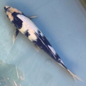 Shirto utsuri koi for sale