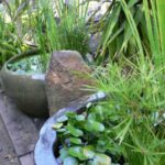 water plant nursery Sydney