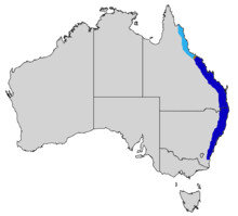 Southern Blue Eyes Pseudommugil signifier