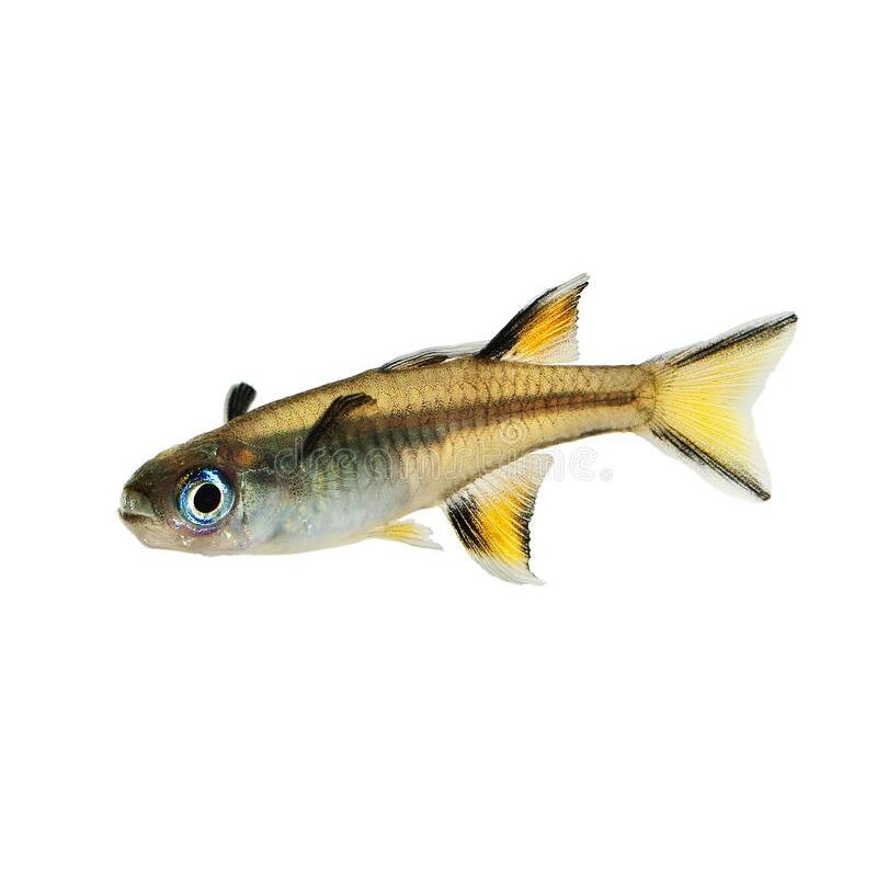 Pacific Blue eye