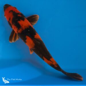hi utsuri koi for sale