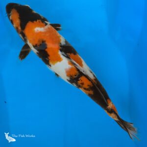 showa koi for sale