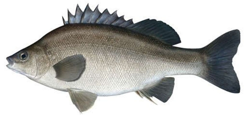Silver Perch Bidyanus bidyanus – Native Fish of Australia 