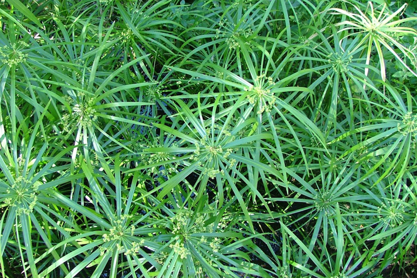 umbrella grass for sale