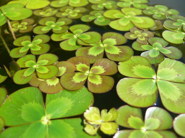 Australian native pond plants for sale: rainbow nardoo