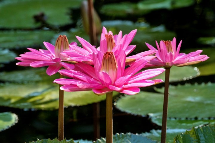 Night Flowering Water Lilies for Sale
