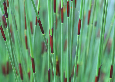 African thatching rush for fish ponds