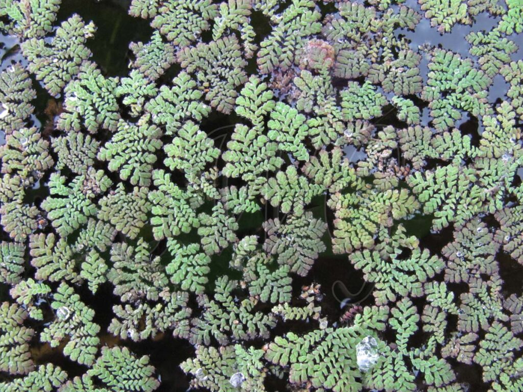 native duckweed Azolla for sale