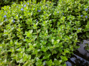 blue bacopa aquatic plant for sale Sydney