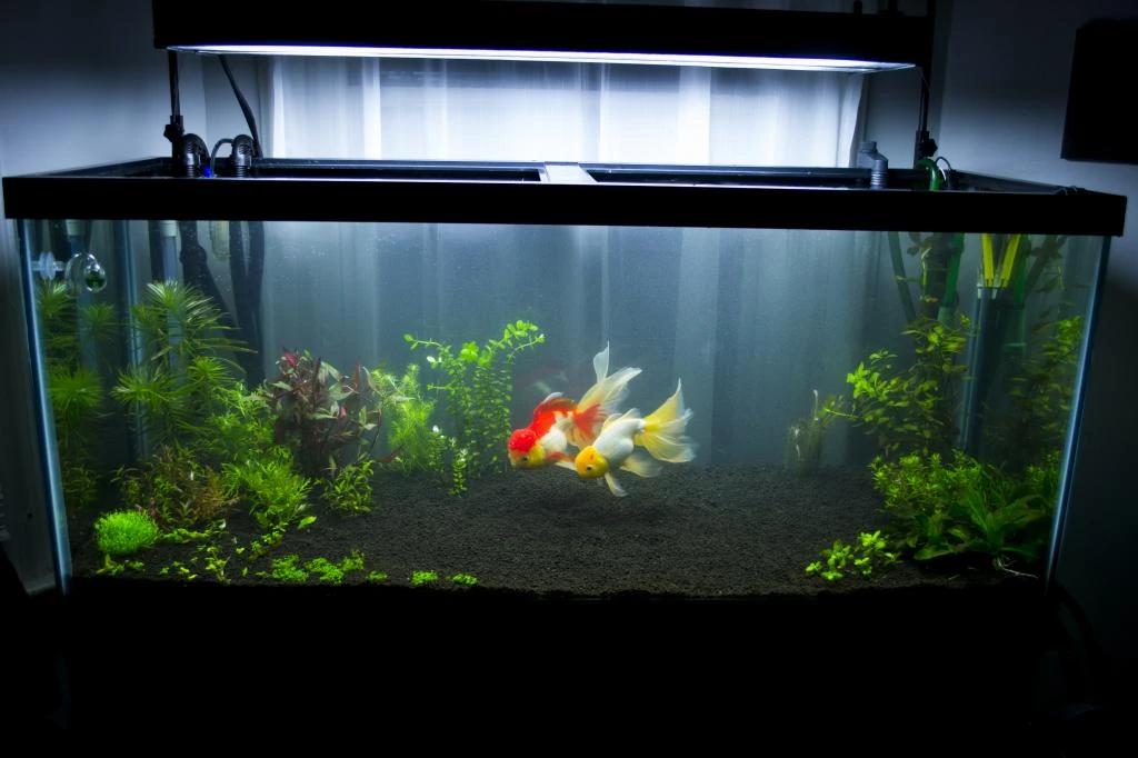 What is the ideal goldfish setup?