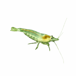 Glass shrimp for sale Sydney