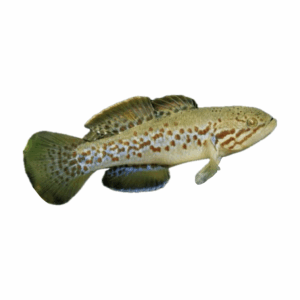 Purple Spotted Gudgeon for sale Sydney