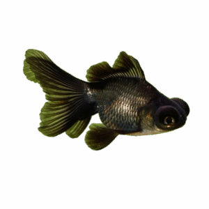 black moore goldfish for sale Sydney