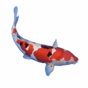 koi for sale Sydney