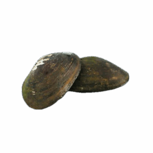 Australian Freshwater Mussels for sale Sydney