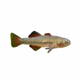 Firetail Gudgeon for sale Sydney
