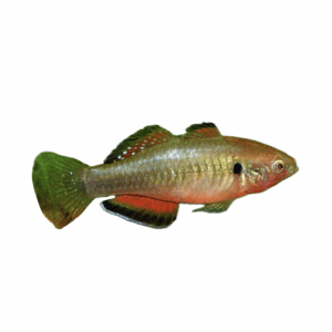 Empire Gudgeon for sale Sydney
