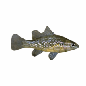 Pygmy perch for sale Sydney