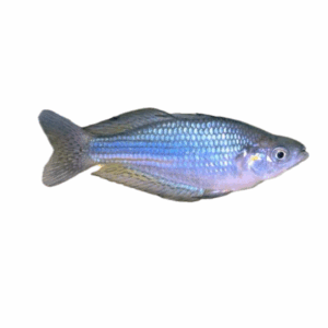 Murray River Rainbowfish for sale Sydney
