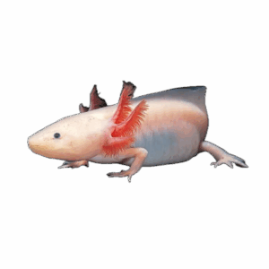 Axolotl for sale Sydney