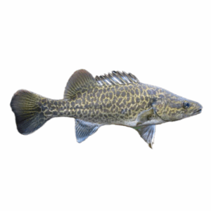 murray river cod for sale Sydney