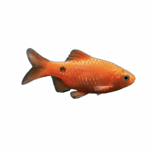 Rosy barbs for sale Sydney