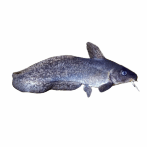 tandanus catfish for sale Sydney